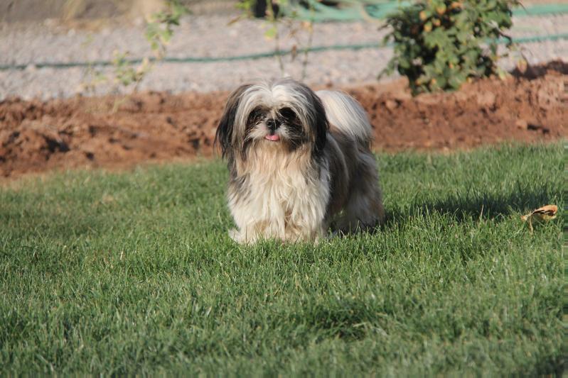 Fandogh von Mahoon | Shih Tzu 