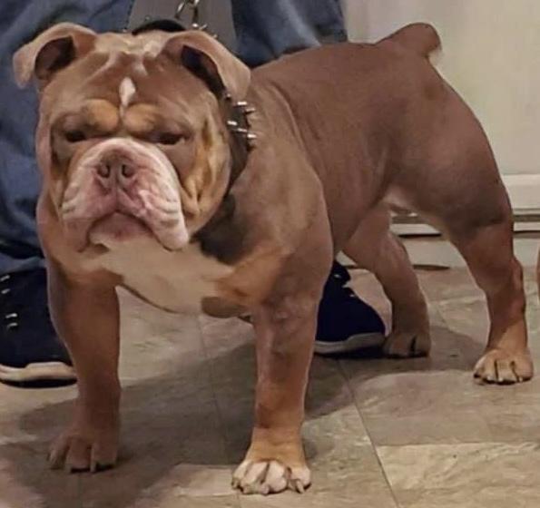 Upstate Bullies 716’s Hendrix | Olde English Bulldogge 