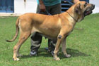 onca da serra de itanhandu | Fila Brasileiro 