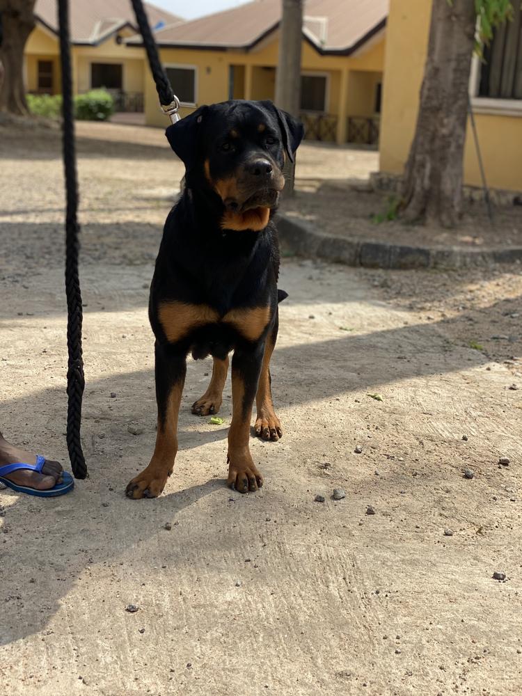 Soso Black Ivory kennels | Rottweiler 