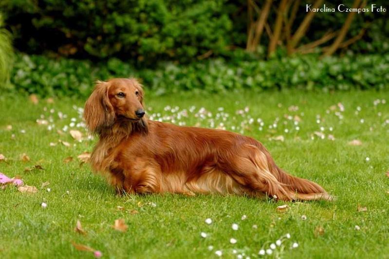 NIRRTI NASIRA Kollapsar | Dachshund 
