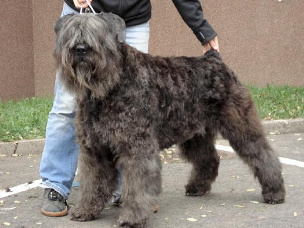 Bianca z Grodu Ksiazat Pomorskich | Bouvier des Flandres 