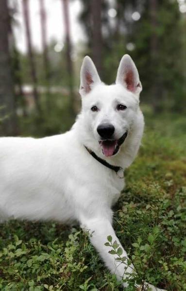 Born To Win Warrior Godfather | White Swiss Shepherd Dog 