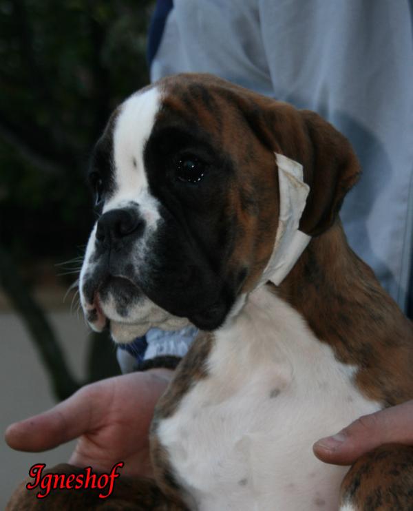 Xantino vom Igneshof | Boxer 