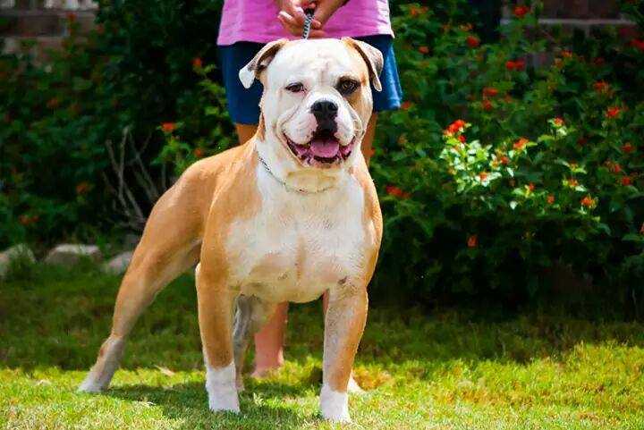 Tx. Windstorm's Goose | Olde English Bulldogge 