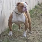 Hammerhead of BFK | American Bulldog 