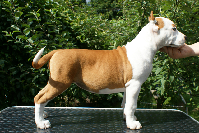 Wolf Style Pina Colada | American Staffordshire Terrier 