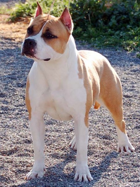 Bellekan Wild Heart Bluelimit | American Staffordshire Terrier 