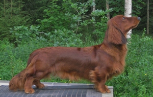 Wood-Nymph moskvitsh | Dachshund 