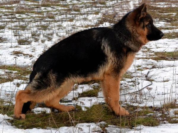 Ianis nizza hund | German Shepherd Dog 