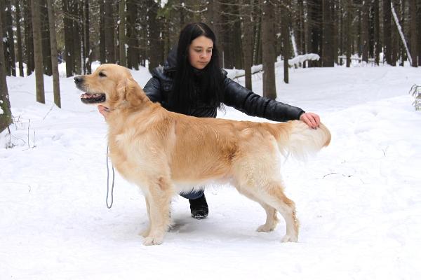 Timati Black Star | Golden Retriever 