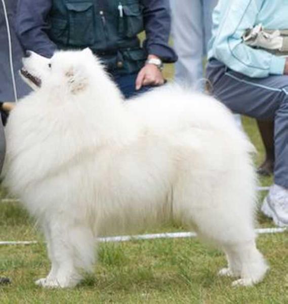 GOOD SPELL OVER Yoshi&amp;US | Samoyed 