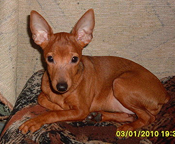 Oda Olimpiya | Miniature Pinscher 