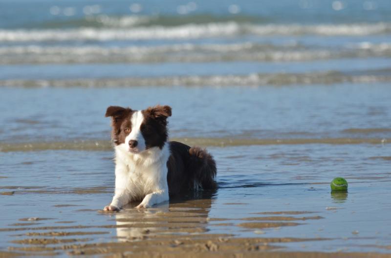 Never Alone In The Sky van't Rublisiehof | Border Collie 