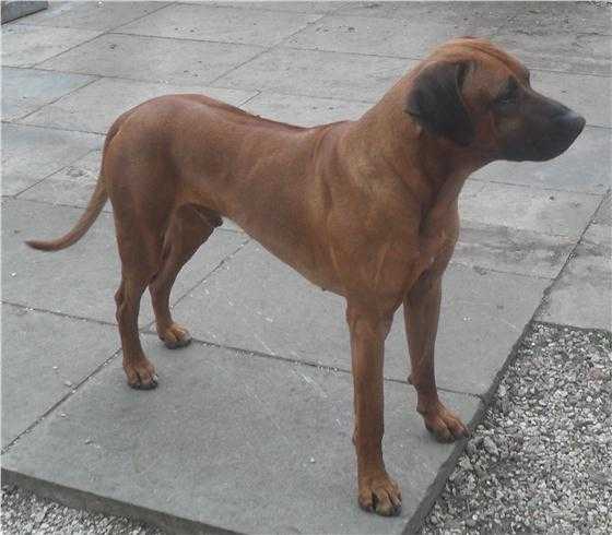 Nyekundujep Kaori Samson | Rhodesian Ridgeback 