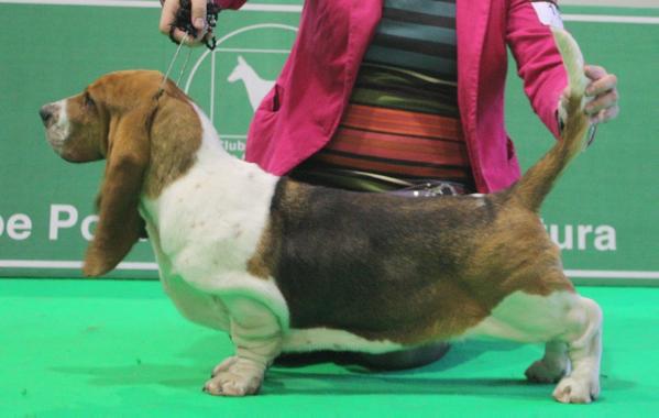 Julia Roberts Da Fraga Enmeigada | Basset Hound 