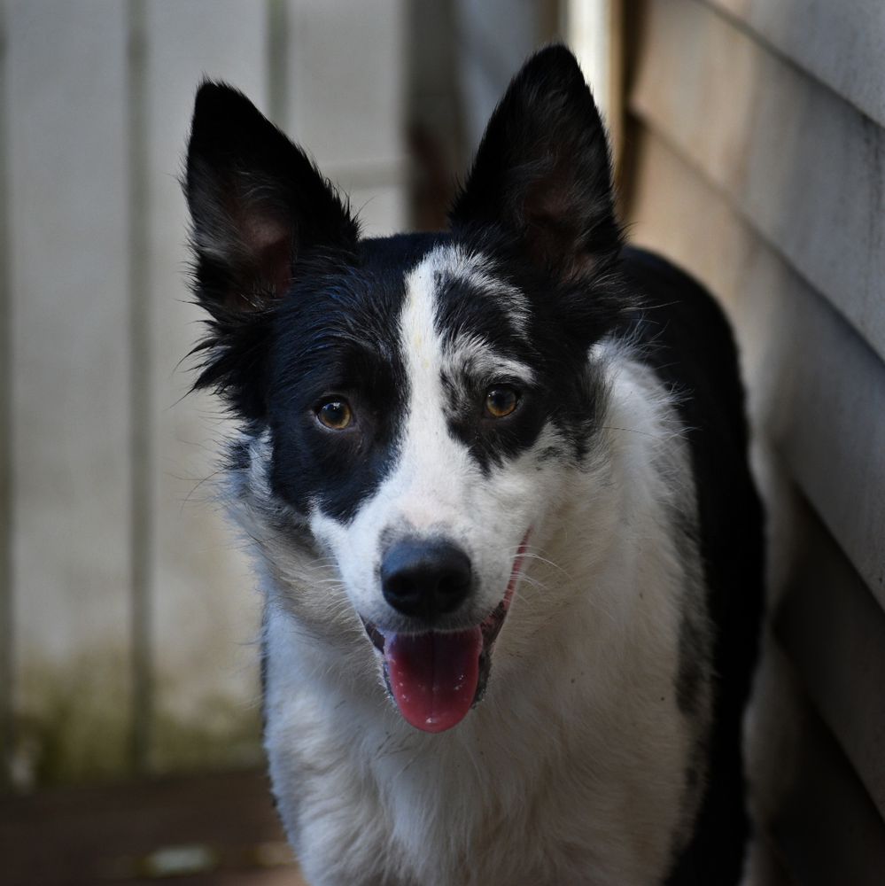 The King of HEDoubleHockeySticks | Border Collie 