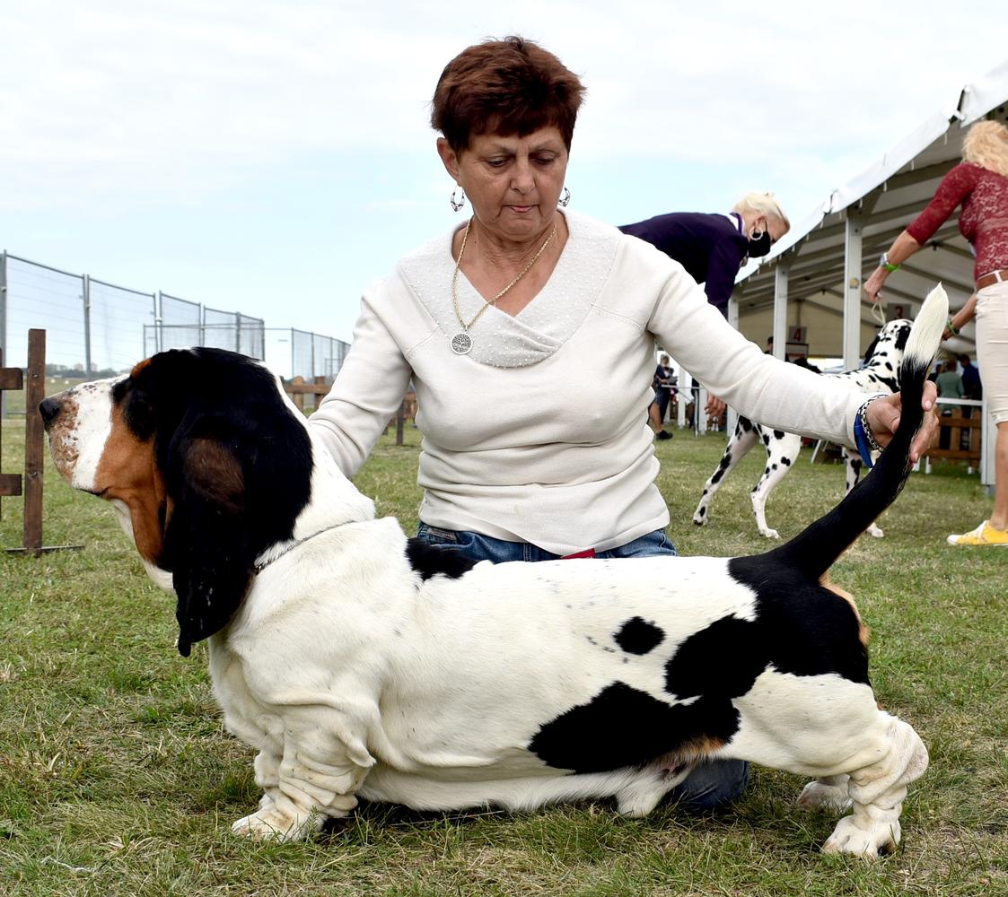 You and Me Di Casa Dal Pino | Basset Hound 