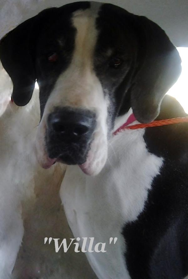 The Back Five Willa Ya Please | Great Dane 