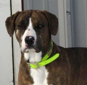 Wavin K's Smokn Stoeger | Catahoula Leopard Dog 