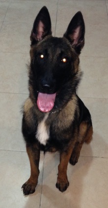 Cuba Du Plo De La Bise | Belgian Malinois 