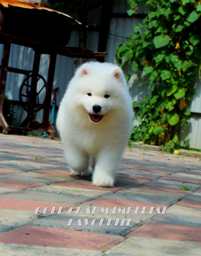 Gold Charm Imperial Favourite | Samoyed 