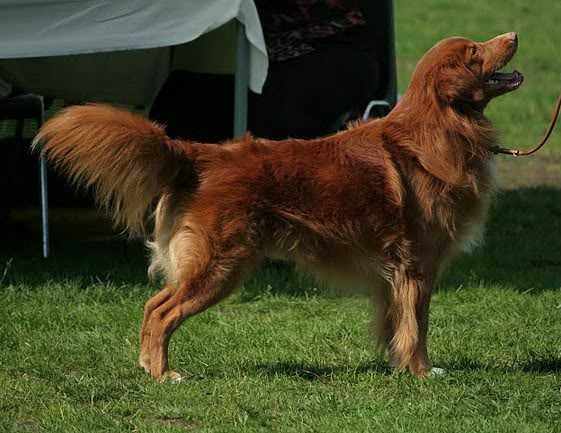 Rhineferry's Little River Duck NiC | Nova Scotia Duck Tolling Retriever 