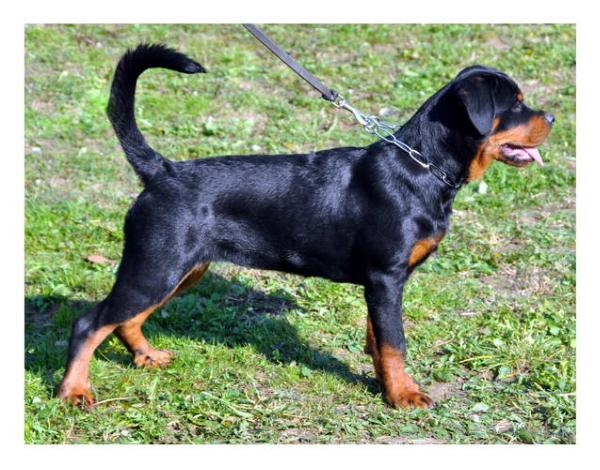 Banchery's Z.Z kao bumbarin | Rottweiler 