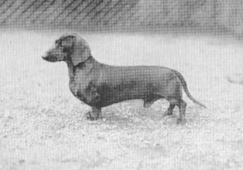Bernd vom Plater Schulhaus | Dachshund 