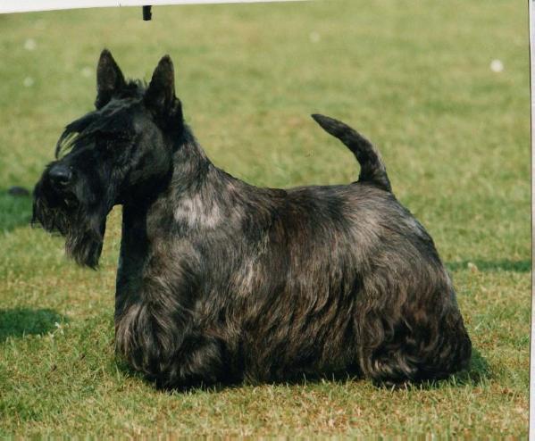 Lomondview Pilot | Scottish Terrier 
