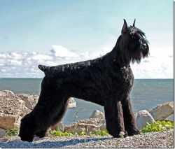 Histyle's Stone Crusher | Giant Schnauzer 