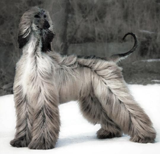 Elmo's Tutankhamun | Afghan Hound 