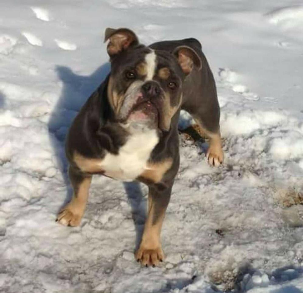 Broad St Bully's Macaroni | Olde English Bulldogge 