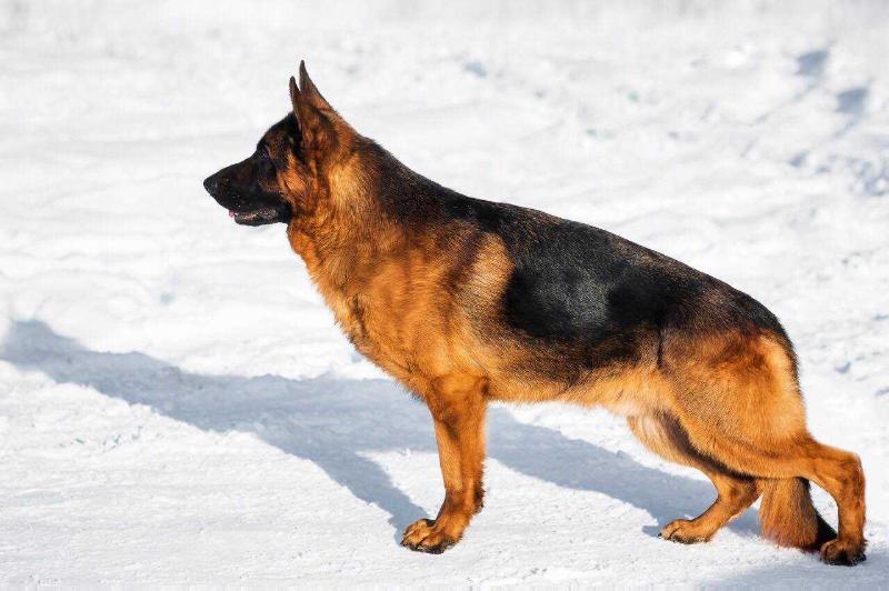 Ferdinand Von Der Zenteiche | German Shepherd Dog 