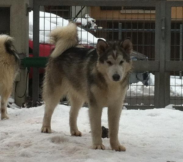 Notorius Big | Alaskan Malamute 