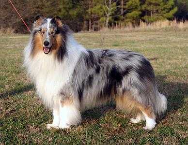 Lochlaren Marleste It's Magic | Rough Collie 