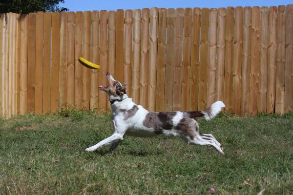 Reinberri's Summer Storm | Border Collie 