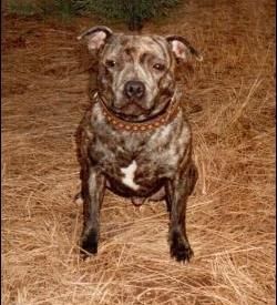 Fibbs Dering | Staffordshire Bull Terrier 