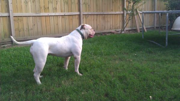 Melendez Show Girl | American Bulldog 