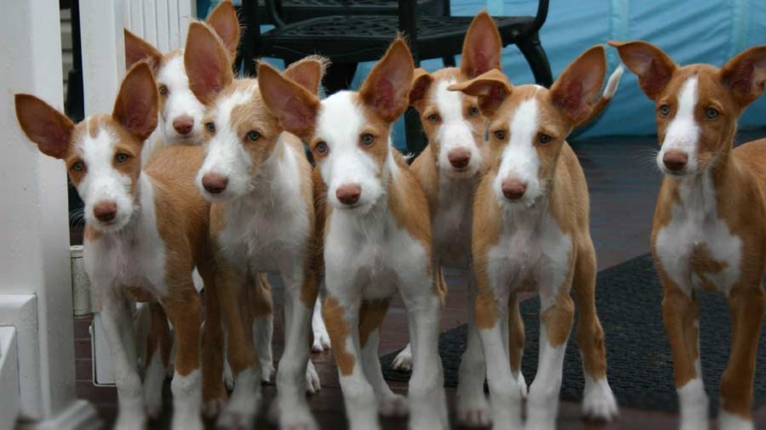 Ibizan Hound