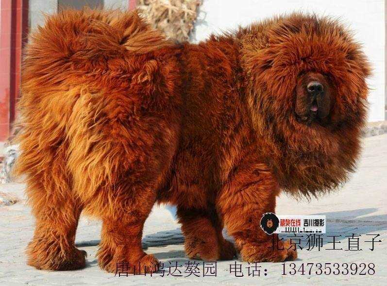 Shuai Shi Wang | Tibetan Mastiff 