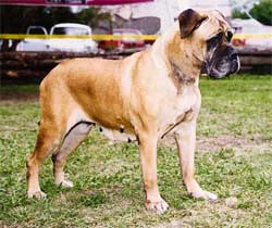 Blue Lady vom Dembacher Reiter | Bullmastiff 