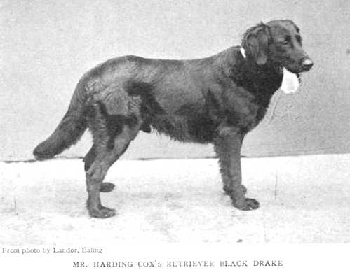 Black Drake | Flat-Coated Retriever 