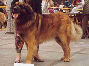 Baron v. Wehrholz | Leonberger 