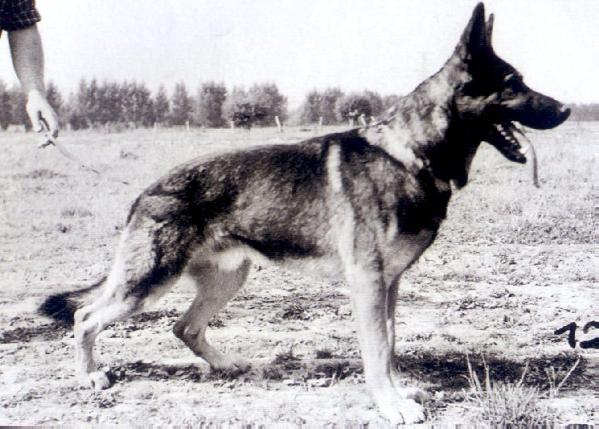 Xito vom Baruther Land | German Shepherd Dog 