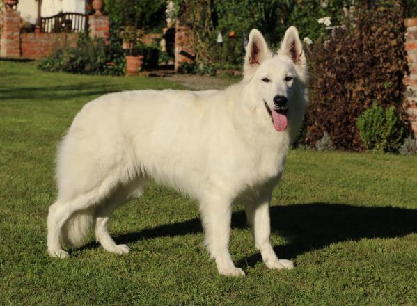 Coco-Blanca vom Reinholdsberg | White Swiss Shepherd Dog 