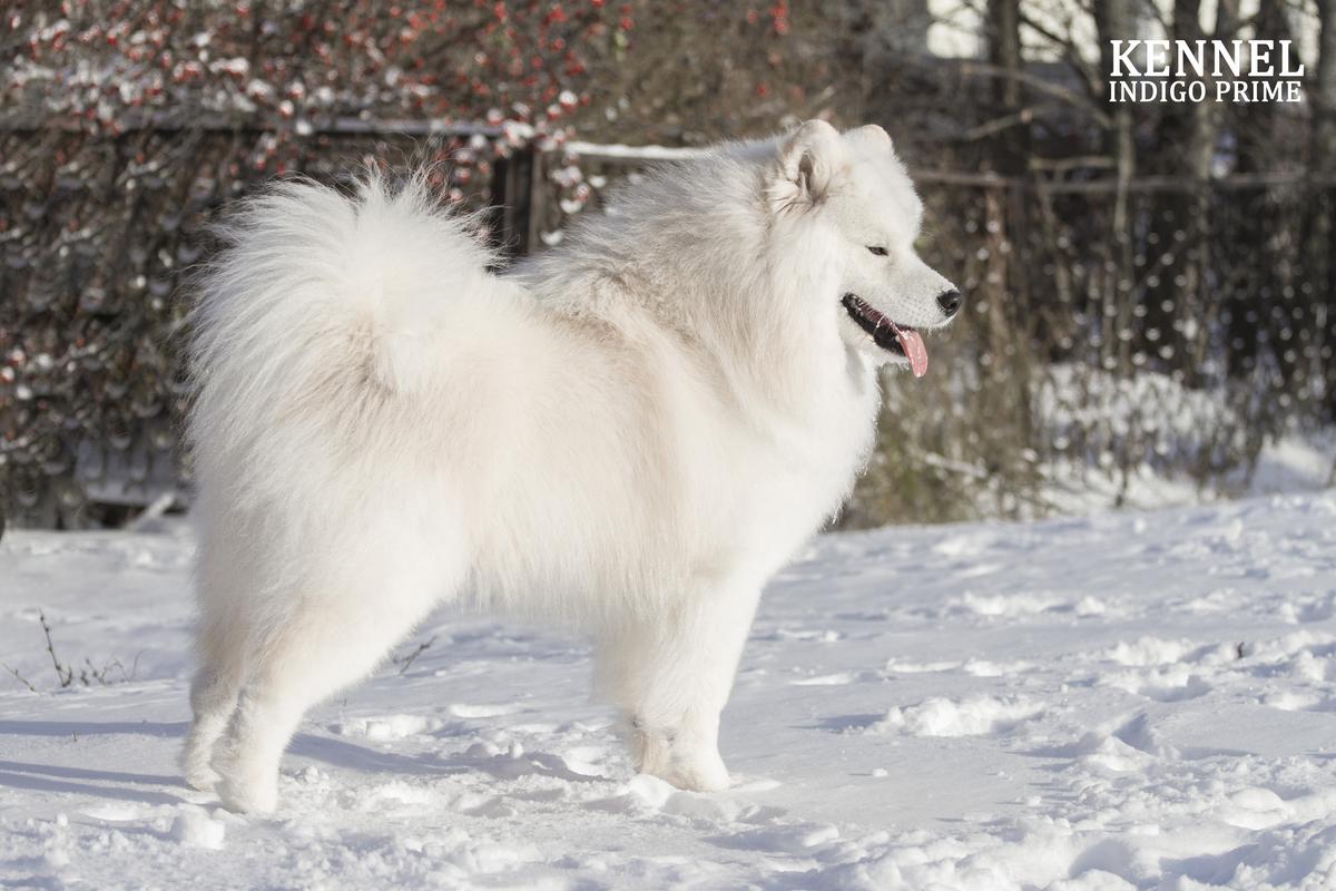 INDIGO PRIME CUSTOS MORUM | Samoyed 