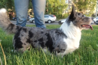 Chirpy Blue Boy of Saint Hilaire`s Park | Cardigan Welsh Corgi 