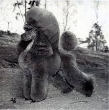 Floprym Cheese In Brown | Poodle 