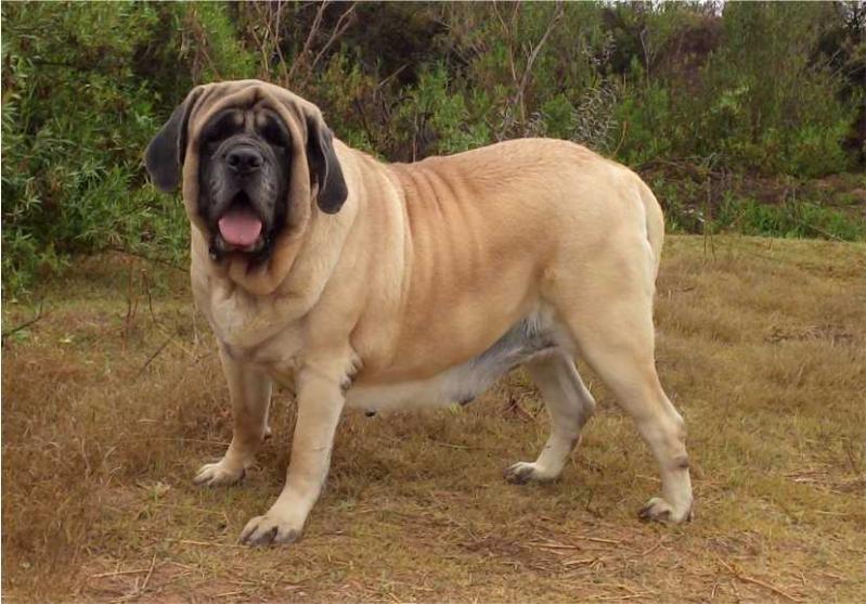 DONKA (FLORES) | Mastiff 